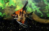 Pterophyllum scalare Maanvis Koi Red King